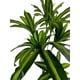 thumbnail image 4 of Planta Artificial Dracaena Premium 165 cm. / 90 Hojas, 4 of 8