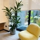 thumbnail image 2 of Planta Artificial Dracaena 165 Cm, 2 of 2