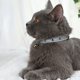 thumbnail image 4 of Xiao Hua Collar para Gato - Collar Reflectante para Mascota con Campana, Collar para Gato Ajustable de Cuero PU con Uñas Suaves, 1 Pieza, Negro, 4 of 4