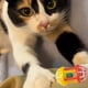 thumbnail image 3 of Set 6 Juguete Interactivos Pelotas Sonido Gatos Lau, 3 of 3