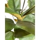 thumbnail image 2 of Planta Decorativa Arbol Magnolia Denudata 180cm, 2 of 3
