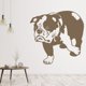 thumbnail image 2 of Decomural English Bulldog Dog Pets Animals WS-32622, 2 of 2