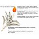 thumbnail image 2 of INCIENSO New Age Smudges & Herbs 454 g Salvia Orgánica, 2 of 3