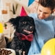 thumbnail image 5 of Collares para perros y gatos con pajaritas ajustables y desmontables, de caballero., 5 of 5
