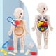 thumbnail image 3 of 14PCS Creative Kid 3D Puzzle Human Body Anatomy Model Educational Learning Organ Assembled Toy, Body Organ Teaching Tool For Children DIY Assembled Medical Early Education Toys, 3 of 4