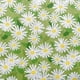 thumbnail image 3 of Paquetes De Retazos Para Quilting Verde Primavera 100% Algodón (42 Piezas), 3 of 8