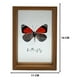 thumbnail image 4 of Cuadro De Vidrio Marco Madera Diseño Mariposa Decorativo, 4 of 5