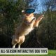 thumbnail image 3 of Juguete para perros Hyper Pet Flippy Flopper 9 discos voladores, paquete de 5, 3 of 9