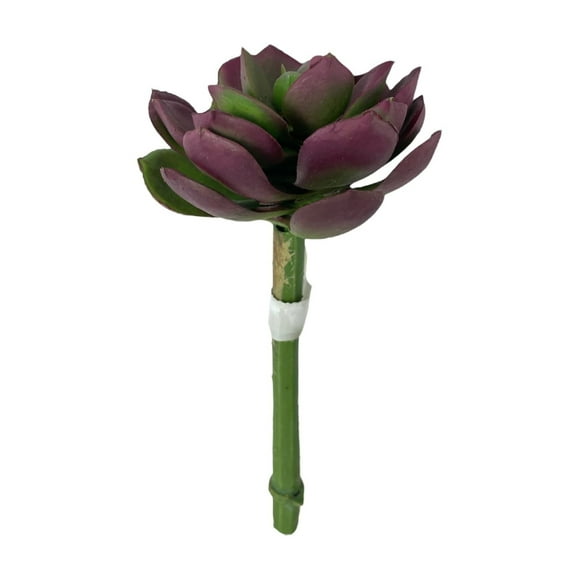 Suculenta Burdeo-verde 12cm Con Detalles Increíbles