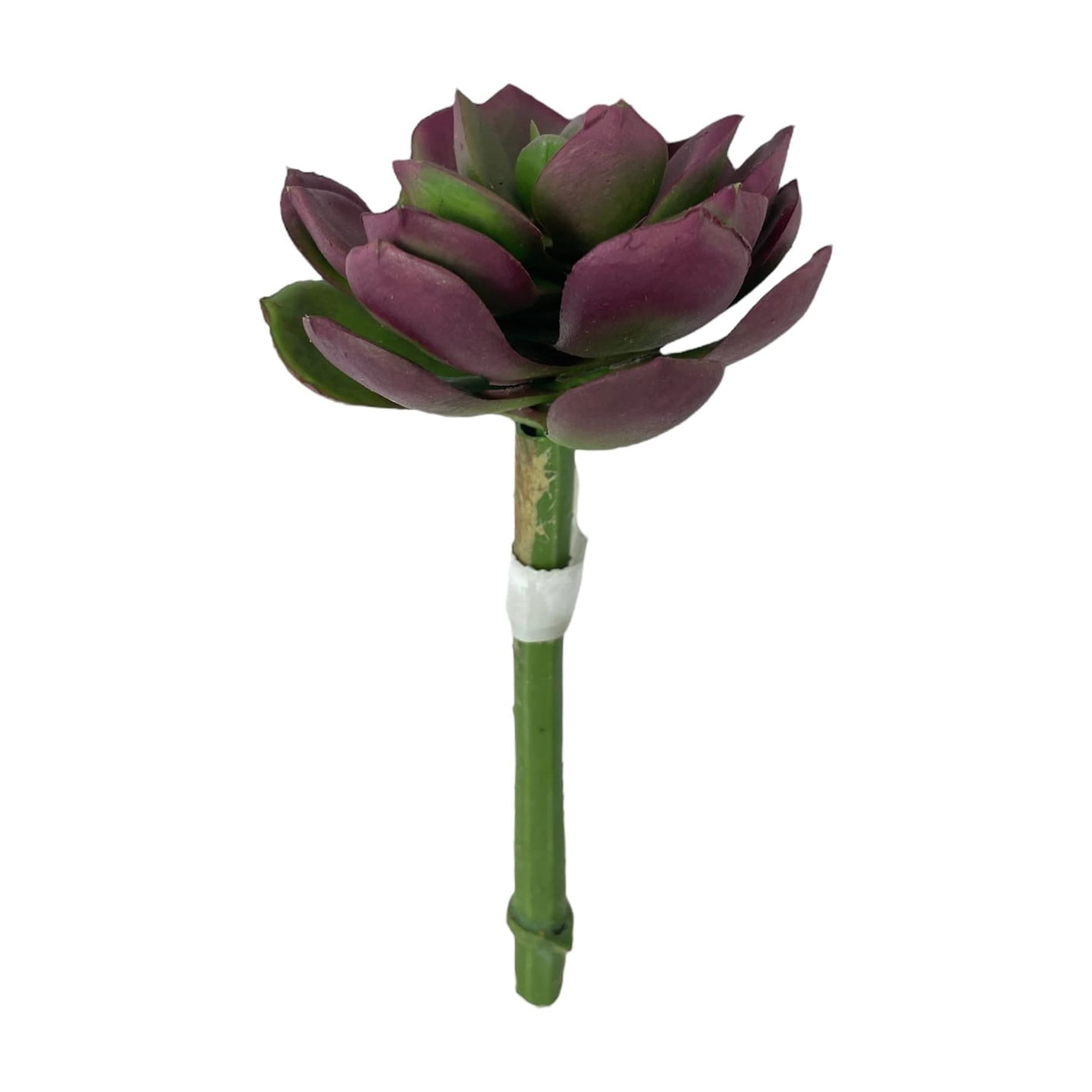 Corel - Suculenta Burdeo-verde 12cm Con Detalles Increíbles