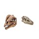 thumbnail image 2 of 2pcs Resina Dinosaurio Cráneo Modelo Dinosaurio Resina Cráneo Modelo Coleccionables, 2 of 5