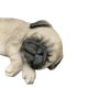 thumbnail image 5 of Figuine Hi-Line Gift Ltd. Pug Dreamland, poliresina marrón, 5 of 5