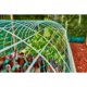 thumbnail image 2 of Xiao Hua Red Verde a Prueba de Aves de 33 'x 6.6' con Función de Protección Vegetal, Red a Prueba de Aves de Polietileno para Jardín y Huerto (Juego de 2 Piezas), 2 of 4