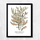 thumbnail image 1 of CUADRO DECORATIVO 35X45 BOTÁNICA ÁRBOL DEL TÉ, 1 of 2