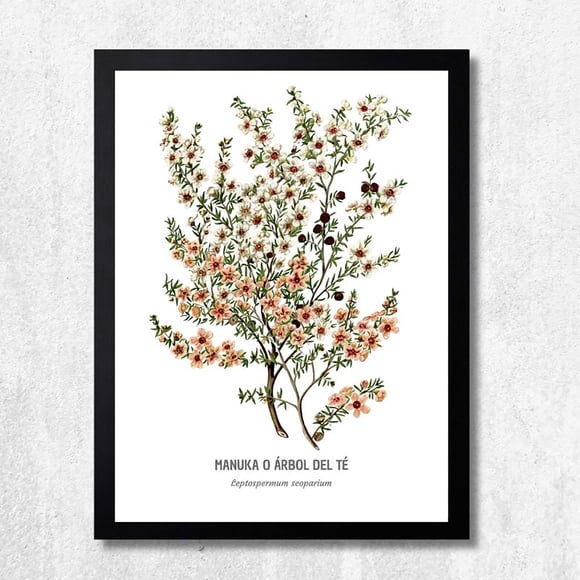 CUADRO DECORATIVO 35X45 BOTÁNICA ÁRBOL DEL TÉ