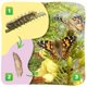 thumbnail image 2 of Insect Lore 2 vasos de orugas con alimento, 10 piezas, 2 of 6