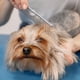 thumbnail image 3 of Set De Tijeras Profesionales Para Aseo De Mascotas Lau, 3 of 3