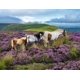 thumbnail image 2 of Rompecabezas Ravensburger de 2000 piezas Caballos salvajes, 2 of 9