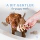 thumbnail image 2 of Juguete masticable para perros Benebone Puppy Fishbone, más suave para masticadores modestos, 2 of 6