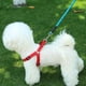 thumbnail image 5 of Cuerda De Tracción Reflectante Para Perros - Artículos Para Mascotas - Cuerda Para Pasear Perros, 5 of 5