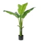 thumbnail image 1 of Banana Tree 142 Cm, 1 of 3