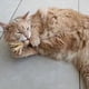 thumbnail image 4 of Palito De Matatabi Juego Gato, 4 of 4