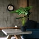 thumbnail image 1 of Monstera de 60 cm, 1 of 2