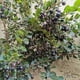 thumbnail image 2 of MERMELADA DE ARRAYAN, 2 of 2