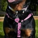 thumbnail image 2 of Collar Para Perros Talla M, 2 of 2