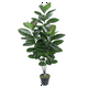 thumbnail image 2 of Ficus Elástica/Gomero de 130 cm, 2 of 2