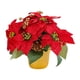 thumbnail image 5 of Planta De Navidad Artificial Poinsettia, Poinsettia Roja En Maceta Para Fiesta En Interiores, 5 of 5