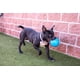 thumbnail image 2 of Pelota de fútbol Dog Toy Jolly Pets, grande, 20 cm de diámetro, azul, 2 of 6