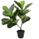 thumbnail image 2 of Ficus Lyrata de 75 cm, 2 of 2