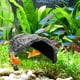 thumbnail image 3 of Refugio para reptiles Oooct 26 × 24 × 14,5 cm 1,6 kg Cueva de resina, 3 of 6