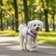 thumbnail image 1 of Correa, Arnés Y Collar Para Perros De Razas Pequeñas, 1 of 6