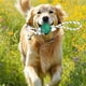 thumbnail image 2 of Set 2 Juguetes Interactivo Cuerda Pelota Mordillo Perros Lau, 2 of 3