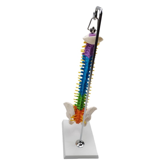 Modelo De Columna Vertebral De Esqueleto Humano Con Soporte Para Demostración