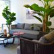thumbnail image 3 of FICUS LYRATA 175 cm, 3 of 3