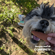 thumbnail image 3 of Snack Perros Trozos Pollo con Vegetales 100grs.- Animal Planet, 3 of 6