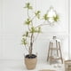 thumbnail image 4 of Black Pebbles Fantian de 1 a 2 pulgadas, 1 kg, para plantas de interior y decoración, 4 of 9