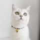 thumbnail image 5 of Collar para gatos con colgante de cascabel Pajarita para perros pequeños, 5 of 5