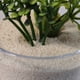 thumbnail image 3 of Arena decorativa mate crema, 3 of 5