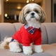 thumbnail image 1 of Polerón con Broches para Perros pequeños – Recorder XS a XL, 1 of 3