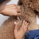 thumbnail image 2 of Pinza Tweezerman para retirar garrapatas en perros y gatos, 2 of 9