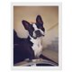 thumbnail image 1 of Boston Terrier Kits de Pintura de Diamantes para Adultos 5D DIY Diamond Art Kits Full Drill Diamond Dots para Regalo Decoración de Pared y Relajación Artes de Gemas 30*40cm, 1 of 6