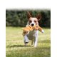 thumbnail image 3 of Ardilla Scrunch Knots de Toy KONG para perros pequeños y medianos, 3 of 4