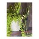 thumbnail image 3 of Set de 2 Maceteros Biodegradables Actual Blanco, 3 of 4
