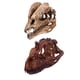 thumbnail image 3 of 2 Piezas De Resina De Dinosaurio Modelo De Cráneo Dilophosaurus Y Ceratosaurus Coleccionables, 3 of 5