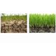 thumbnail image 5 of Cristales para retener agua en el suelo Soil Vigor para plantas 454 g, 5 of 9
