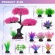 thumbnail image 2 of Árbol de Acuario Ameliade de Cerezo Rosa, 2 of 3